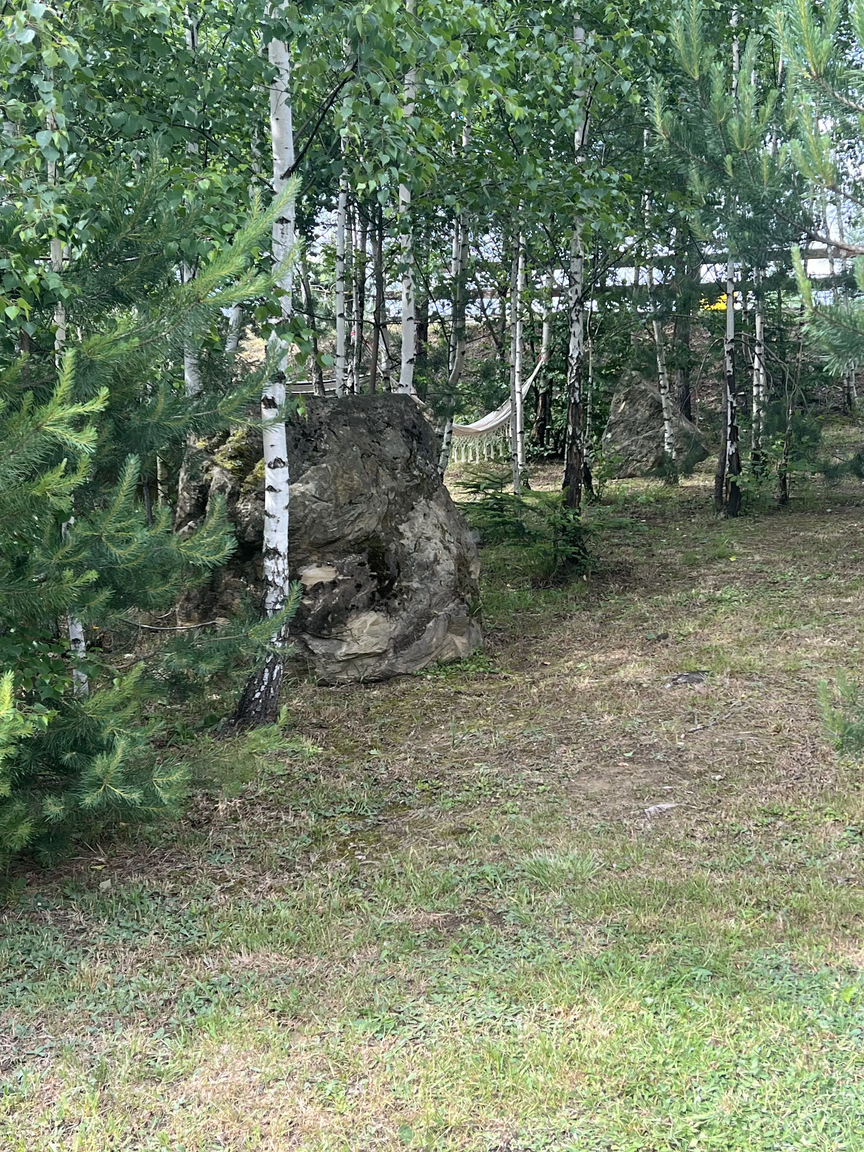 Zagajnik brzózkowy z hamakami i skałkami wapiennymi